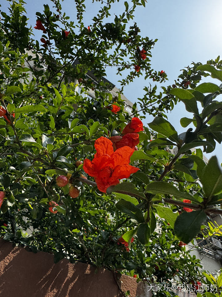 每天都有新的花朵。_银