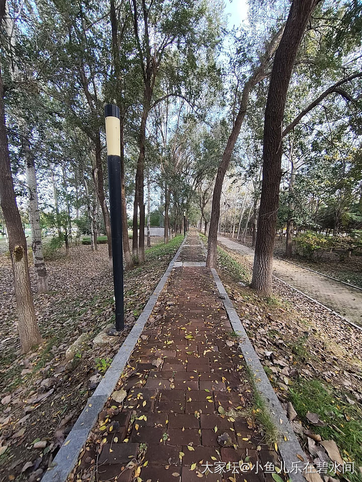 去年的秋天，落叶铺满地_景色