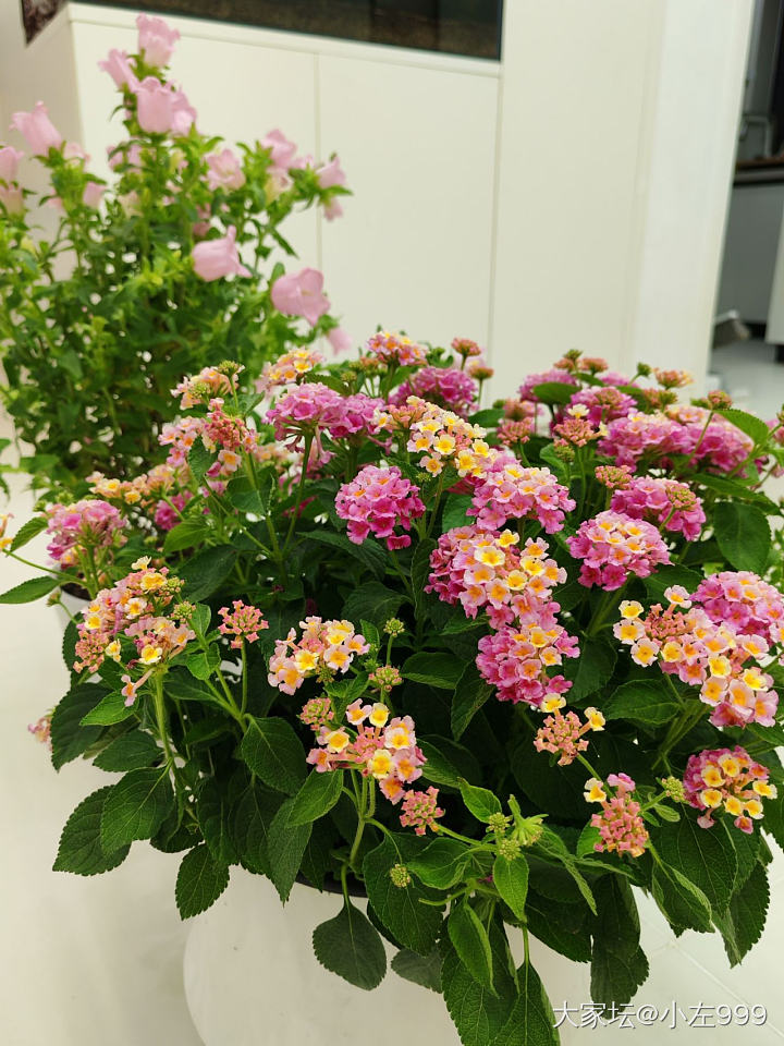 我又买花了，_花
