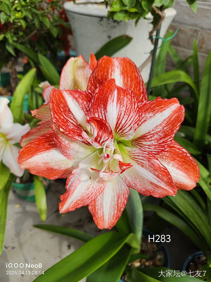 我又买花了，_花