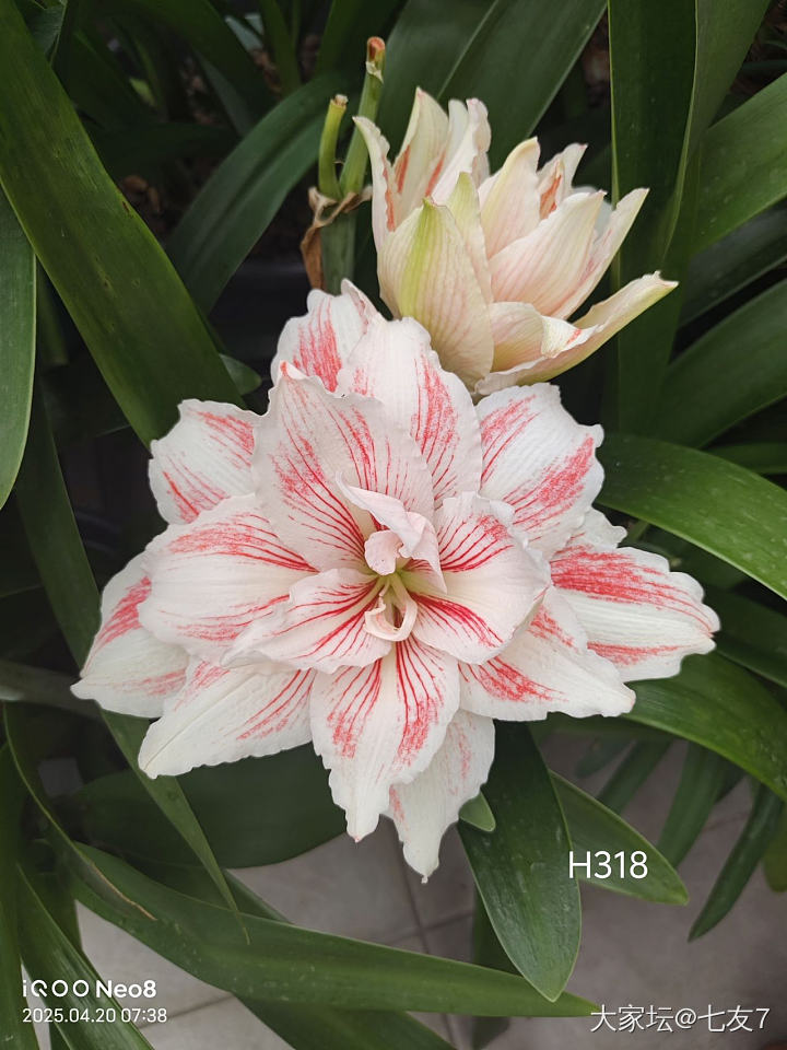 我又买花了，_花