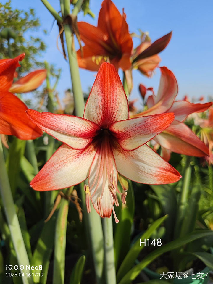 我又买花了，_花