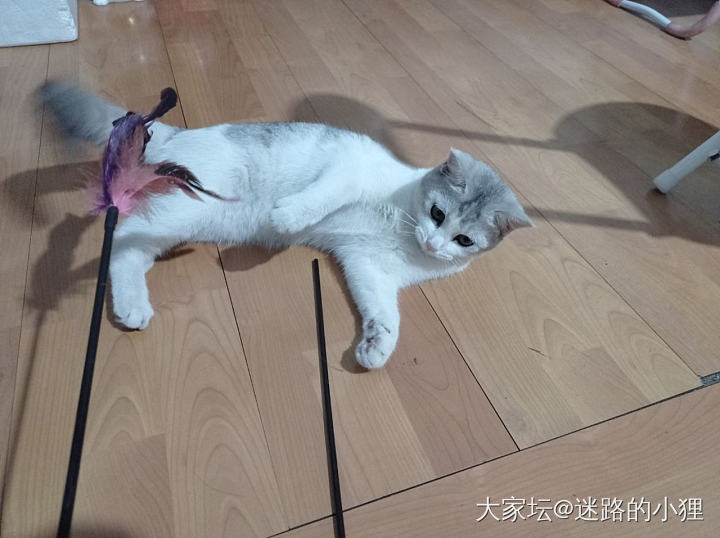 视频发不了，截图发也开心😜_猫