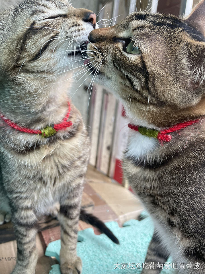 视频发不了，截图发也开心😜_猫