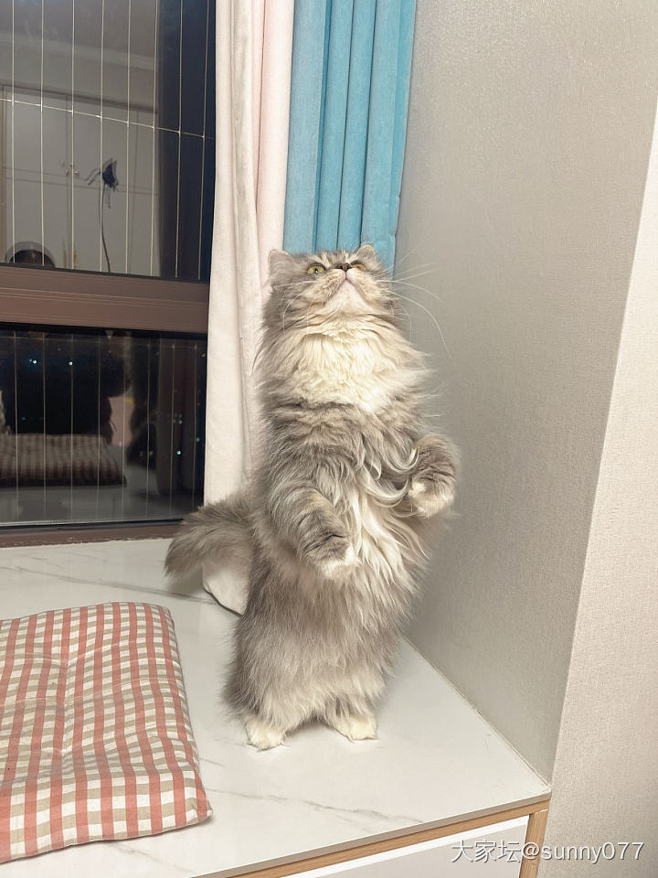 视频发不了，截图发也开心😜_猫