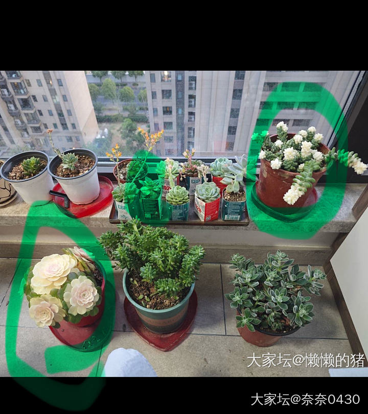 晒晒坛二代的多肉_多肉