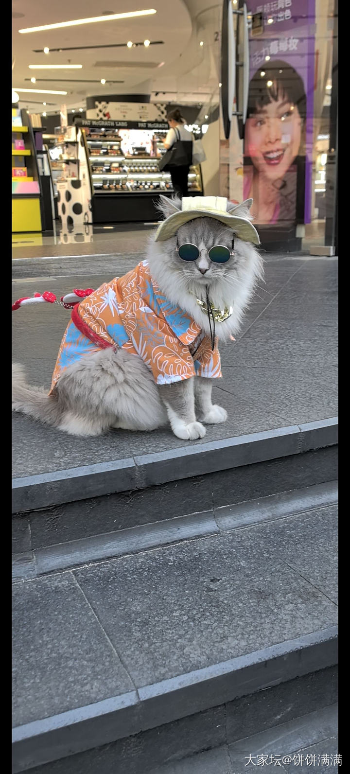 视频发不了，截图发也开心😜_猫