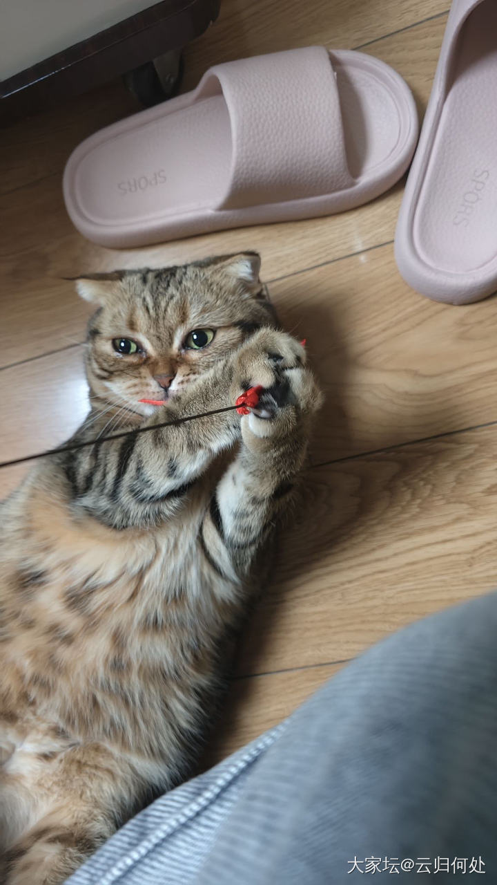 视频发不了，截图发也开心😜_猫