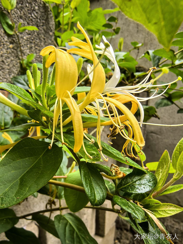 主题_花