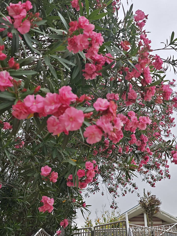 一年一度观花记_戒指