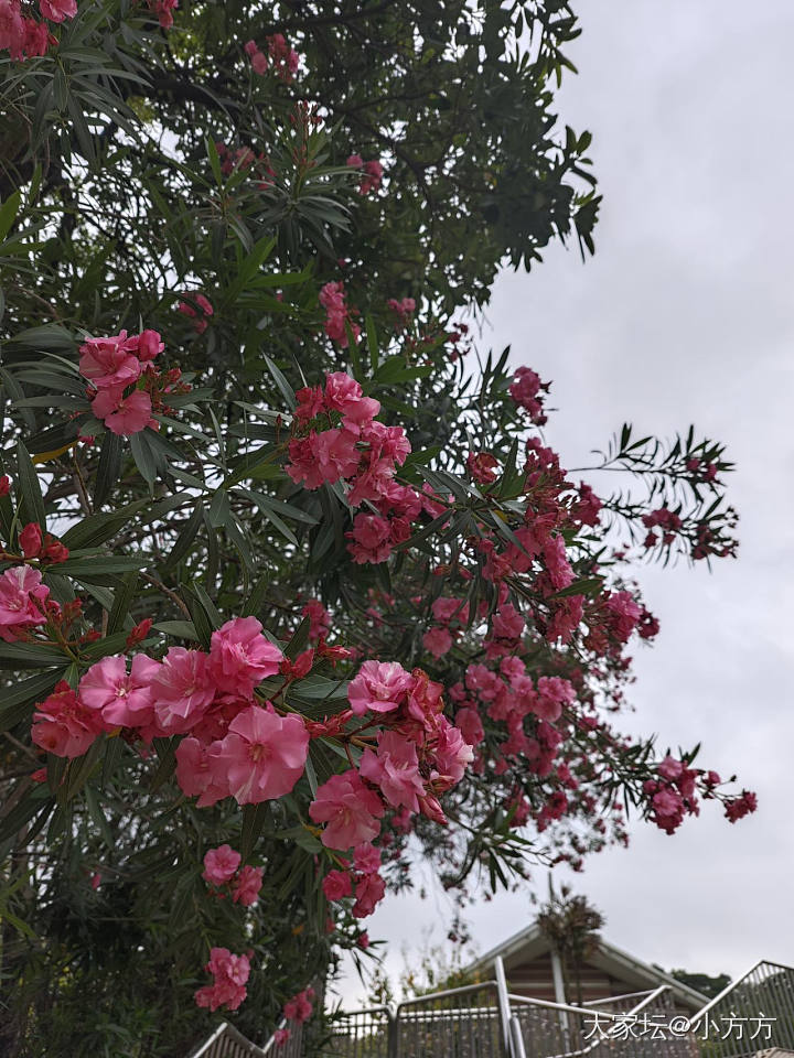 一年一度观花记_戒指