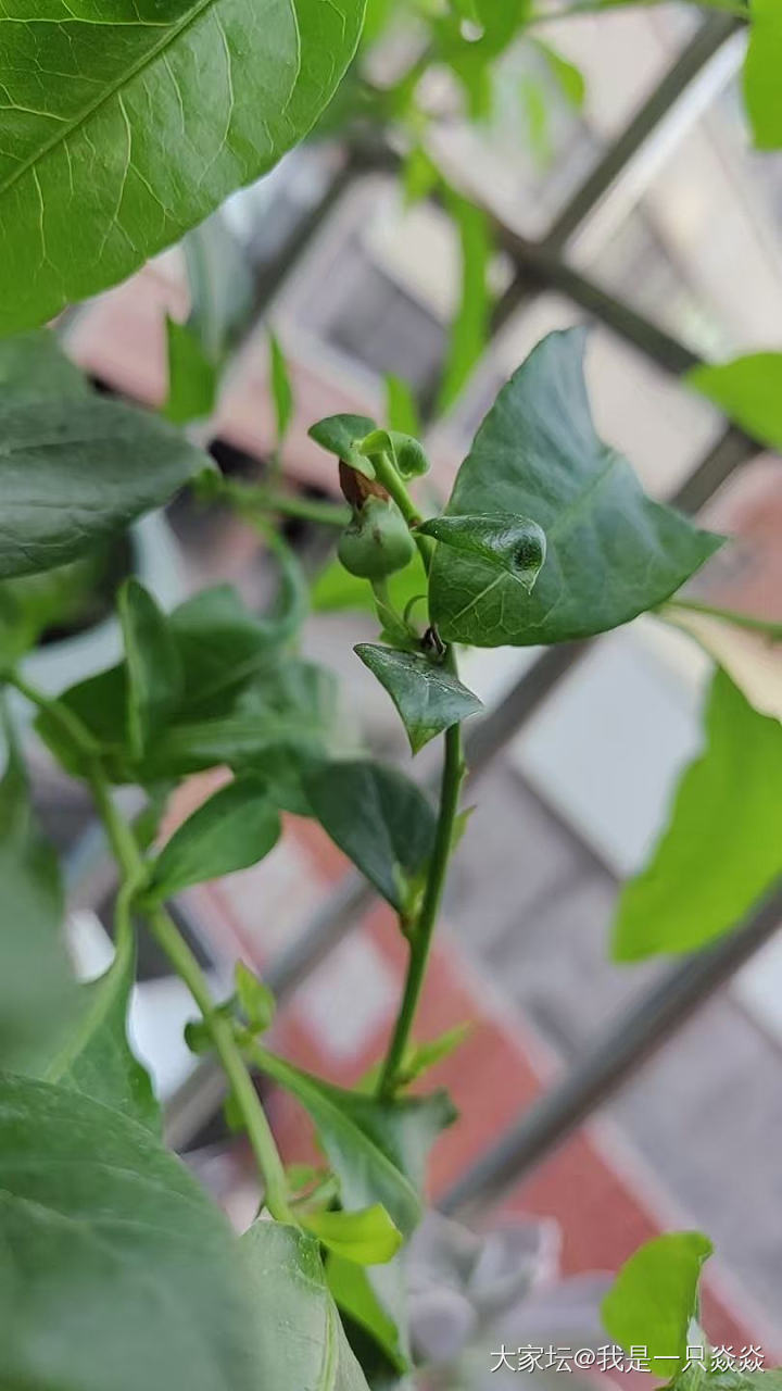 蓝莓？_水果