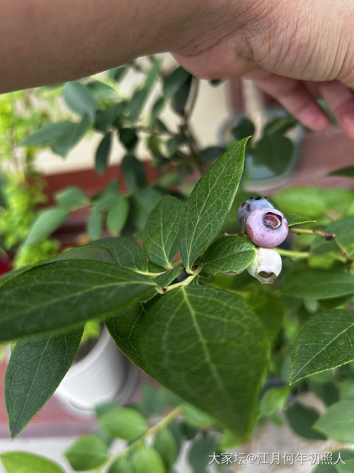 蓝莓？_水果