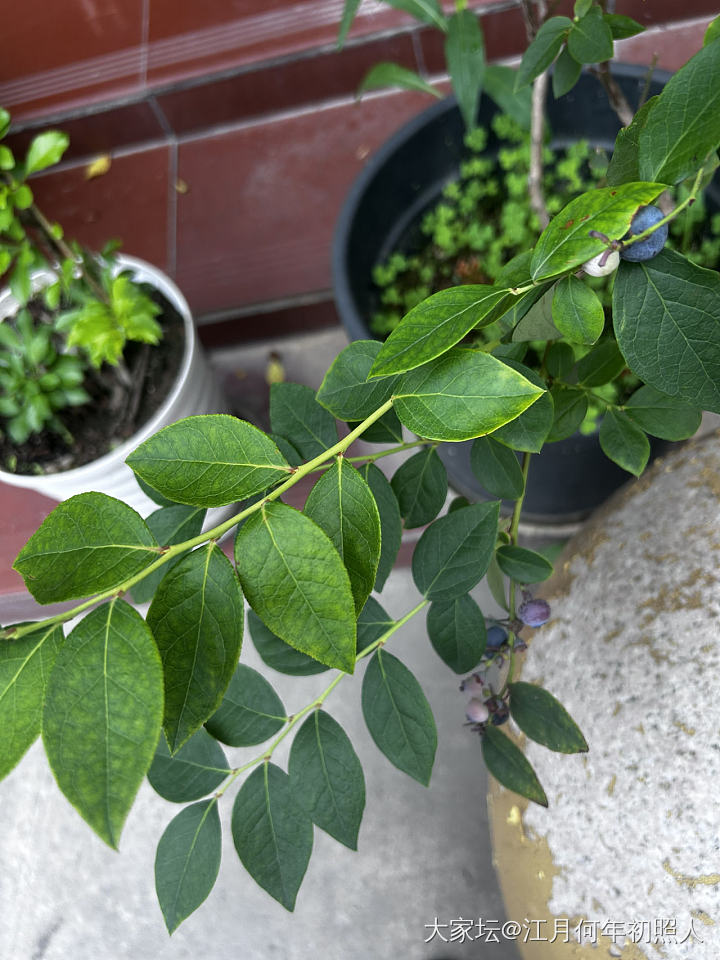 蓝莓？_水果