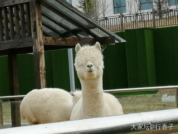 现在饭店里的牛排好多都是合成的_闲聊