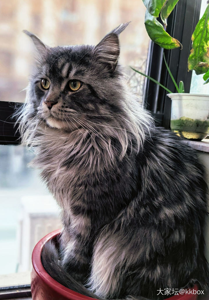 终于花盆种出新品种_猫