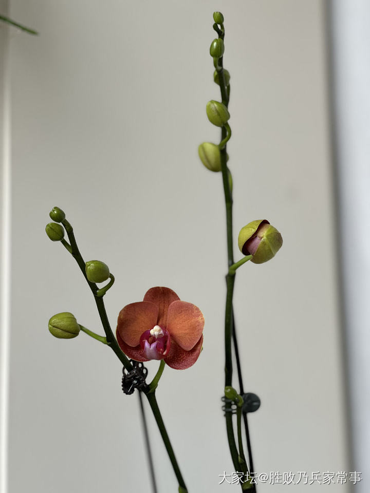 花后兰复花啦！_金闲聊