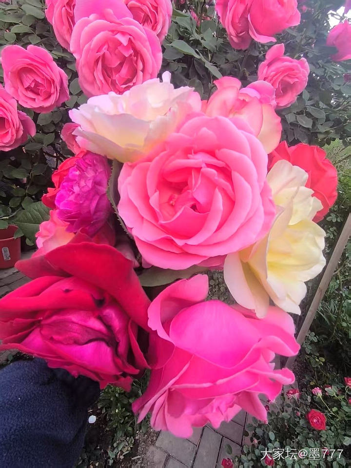 这个季节就是鲜花自由_花