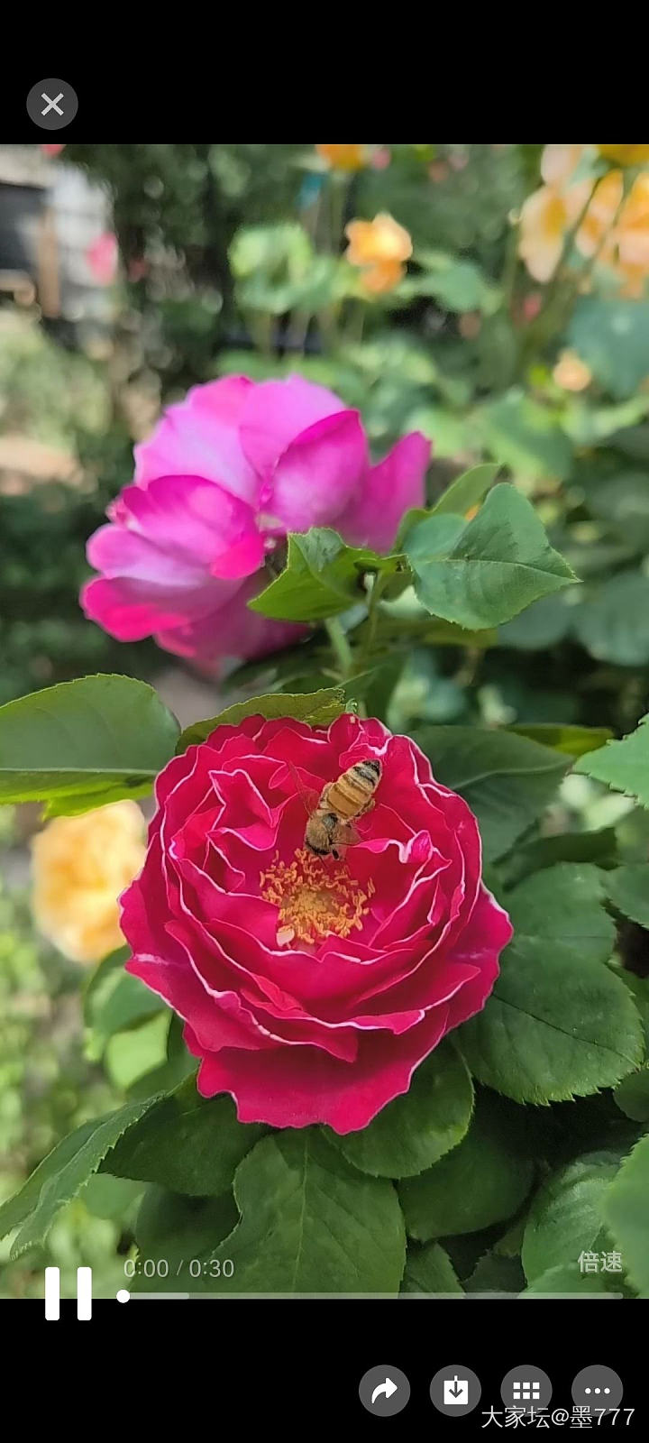 这个季节就是鲜花自由_花