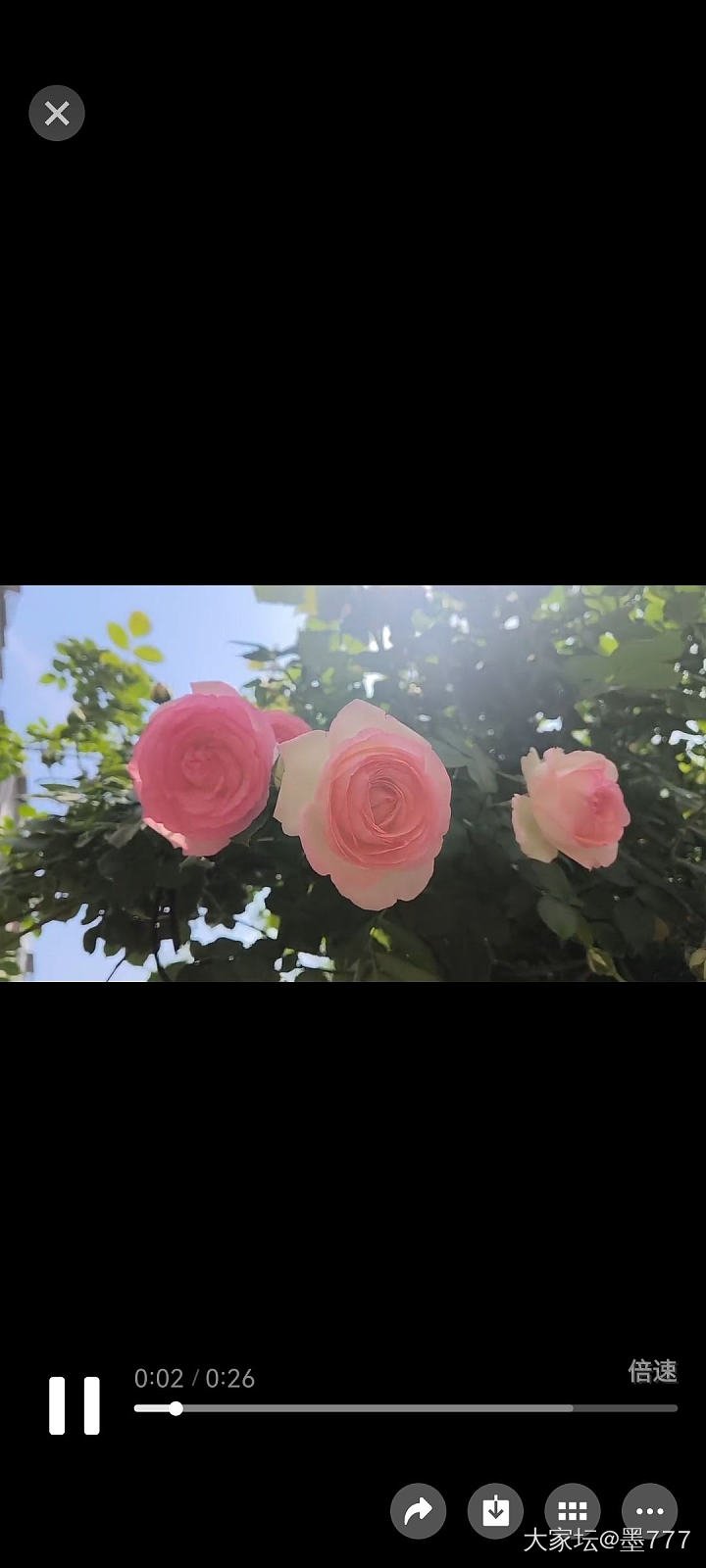 这个季节就是鲜花自由_花