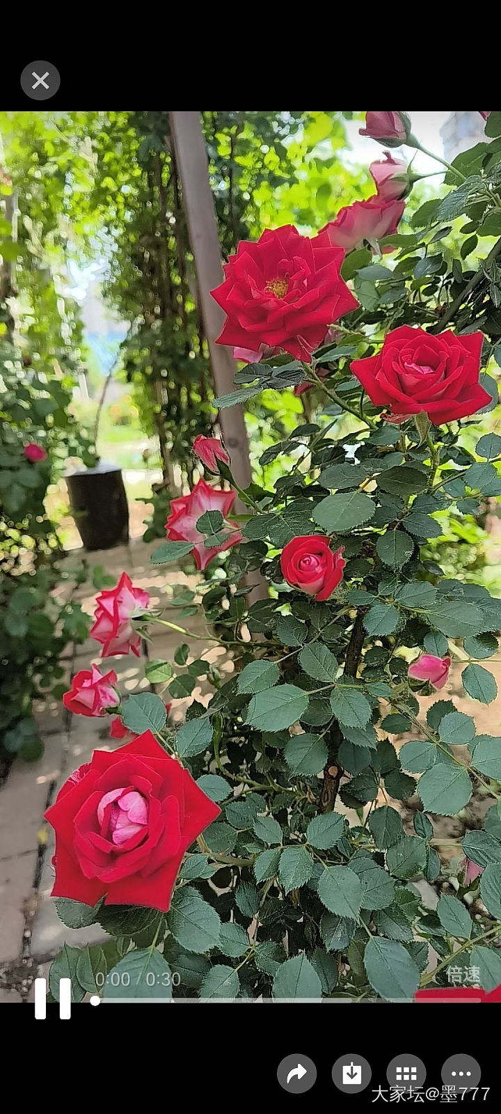 这个季节就是鲜花自由_花