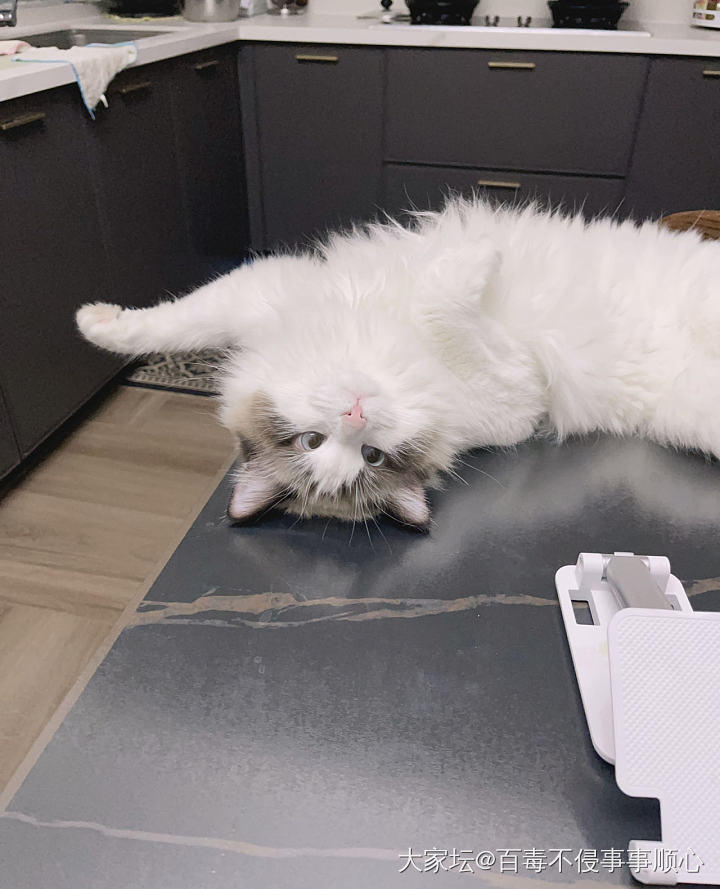 有些小猫咪，搞笑的一本正经_猫宠物