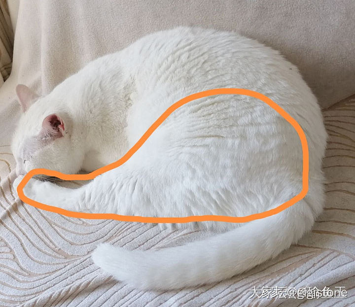 有些小猫咪，搞笑的一本正经_猫宠物