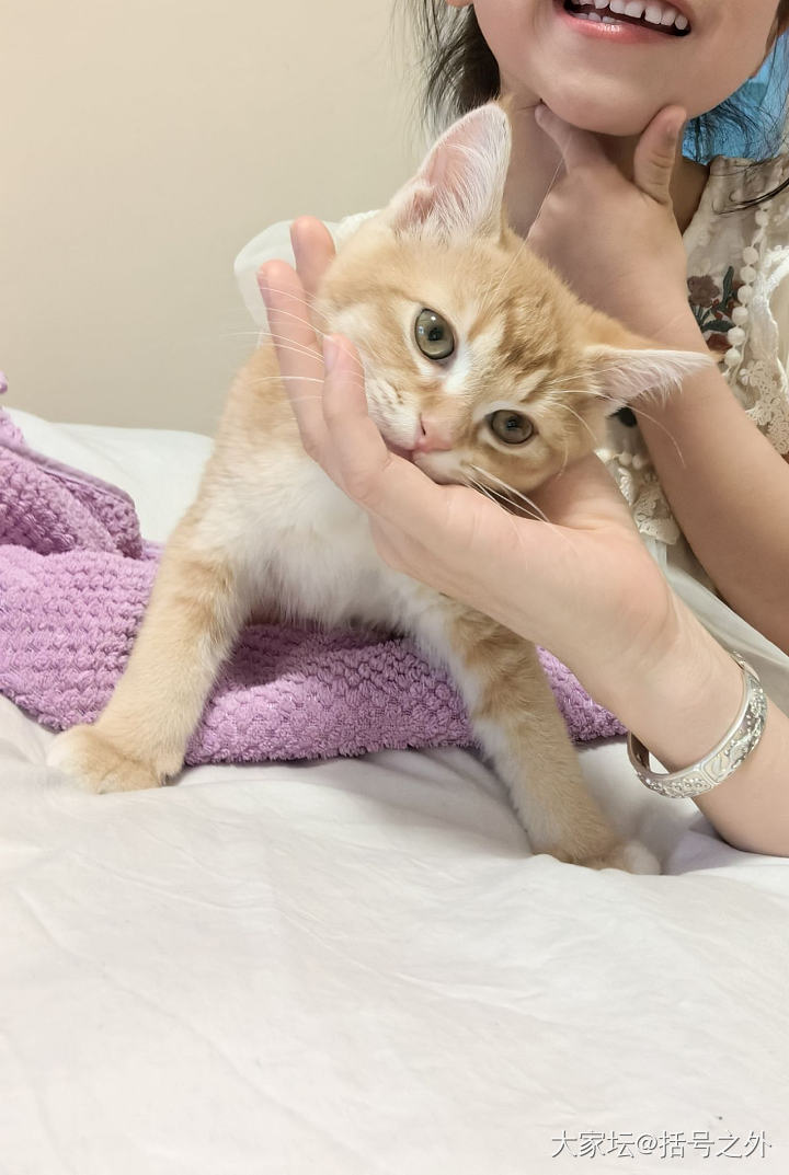 家里的小学娃好想养猫_猫