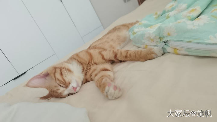 家里的小学娃好想养猫_猫