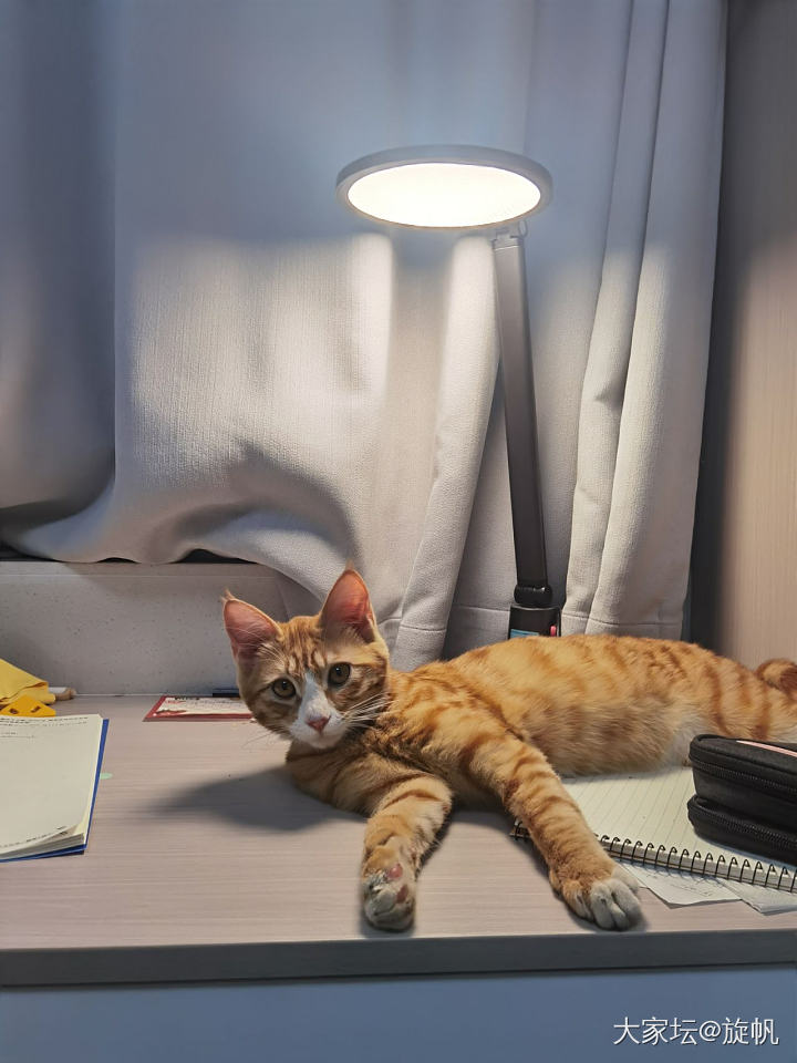 家里的小学娃好想养猫_猫