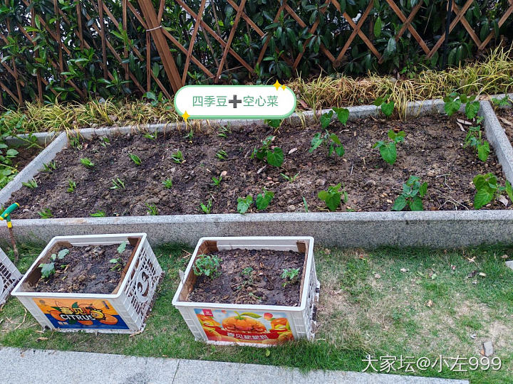 劳动节是真劳动了_菜园