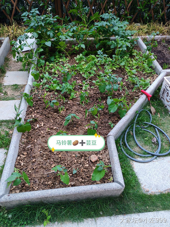 劳动节是真劳动了_菜园
