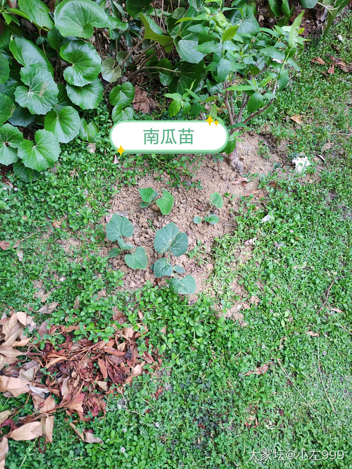 劳动节是真劳动了_菜园