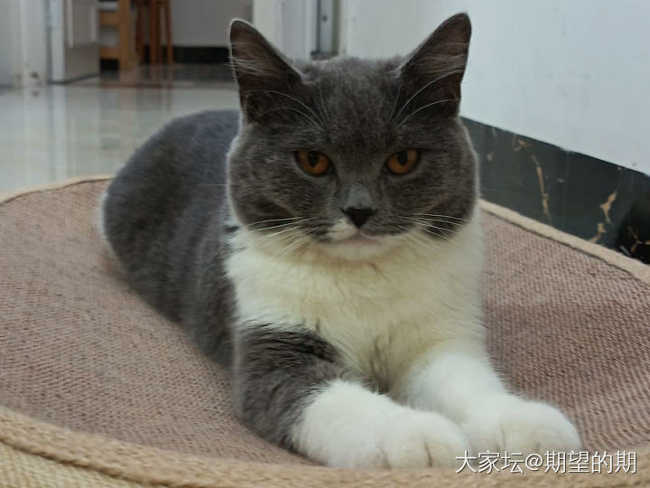 家里的小学娃好想养猫_猫