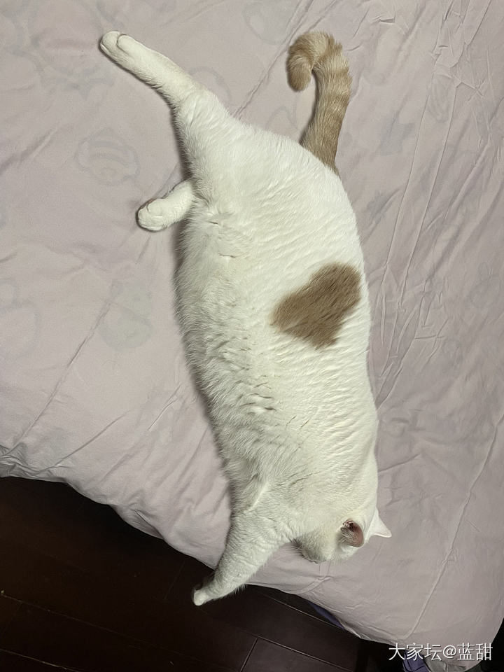 有些小猫咪，搞笑的一本正经_猫宠物
