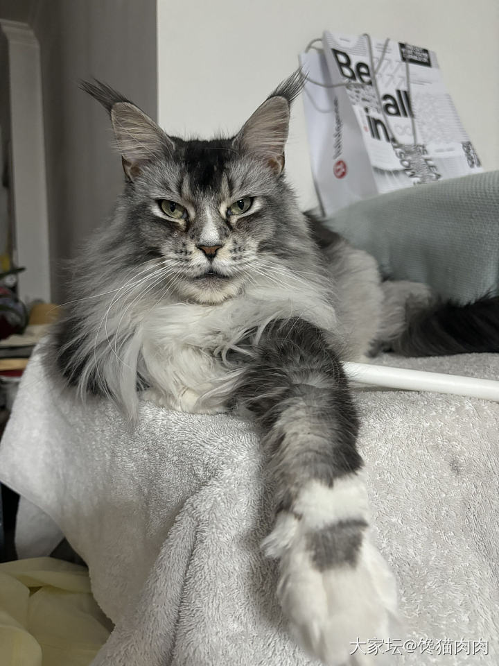 家里的小学娃好想养猫_猫