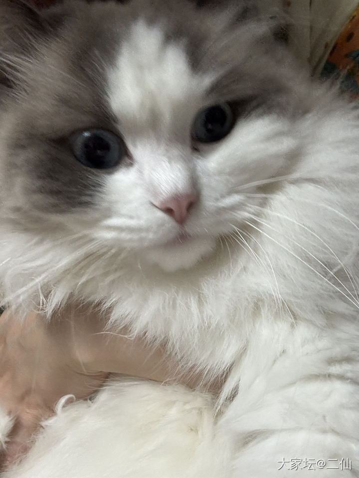 有些小猫咪，搞笑的一本正经_猫宠物