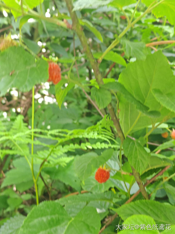 开心一刻：野果子自由。_植物