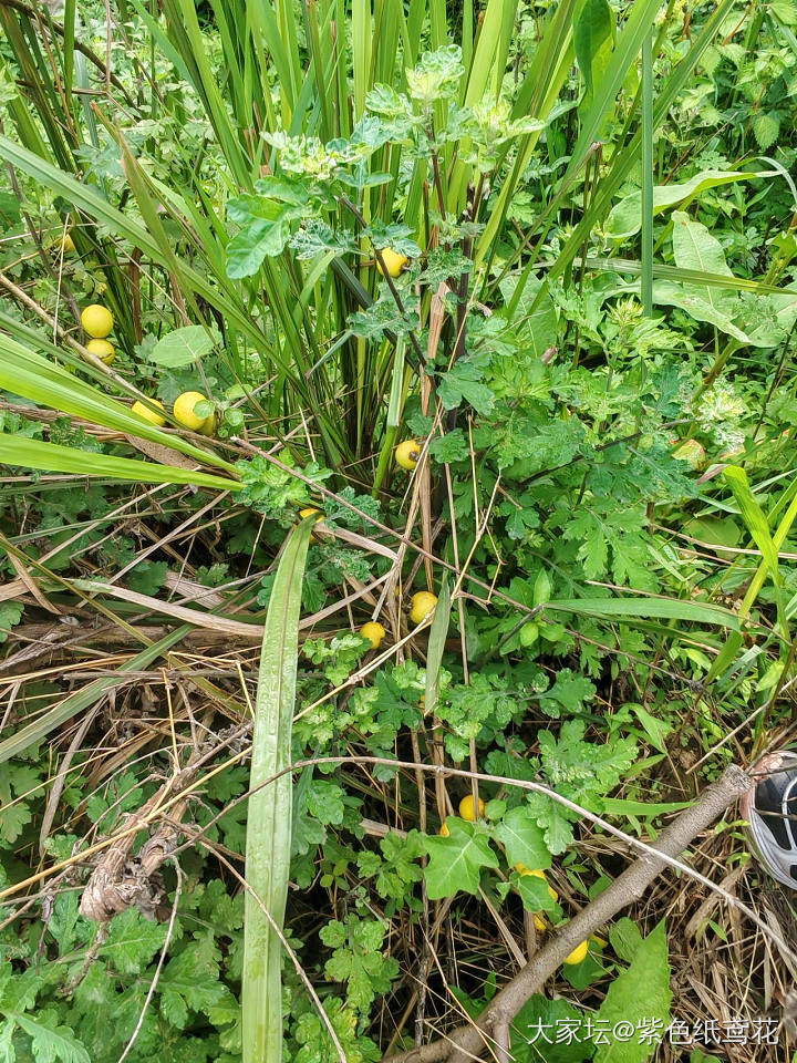 开心一刻：野果子自由。_植物