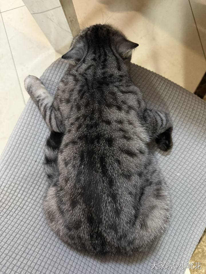 有些小猫咪，搞笑的一本正经_猫宠物