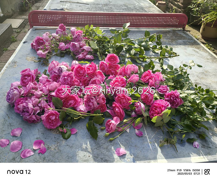 卖花去，
昨晚的狂风暴雨，花折了好多，今早剪了，打算卖花去_花