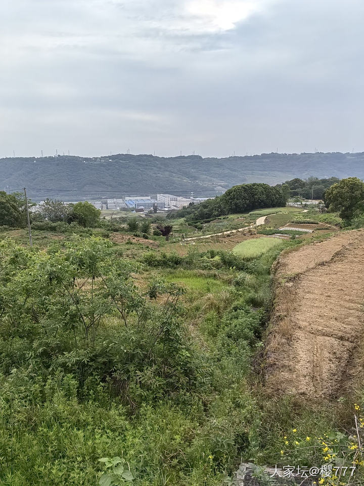 节日还是回农村吧！_菜园