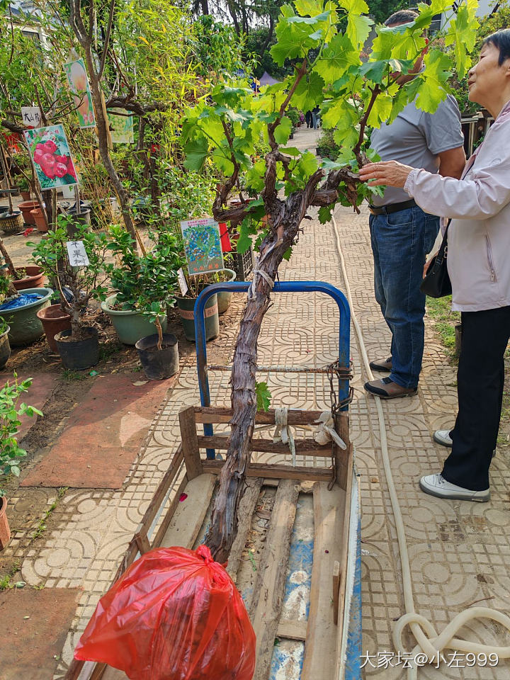 买了一颗葡萄树🍇_水果