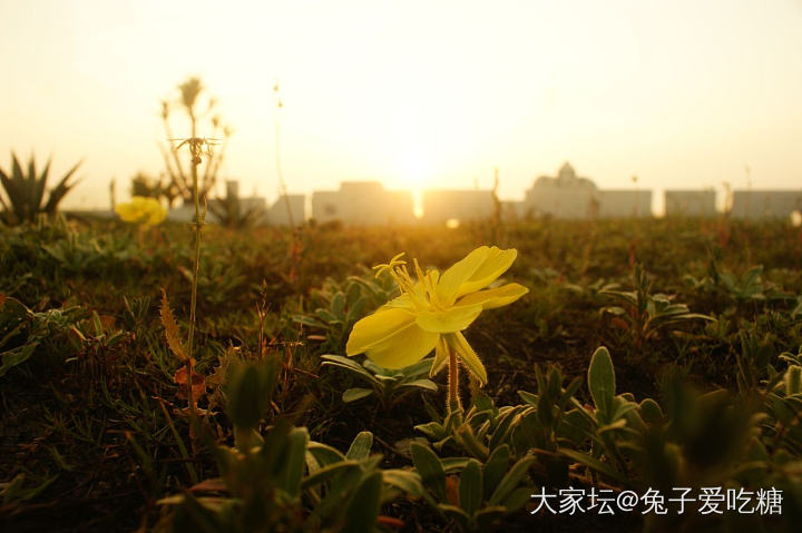 蹲守到海上的日出_旅游