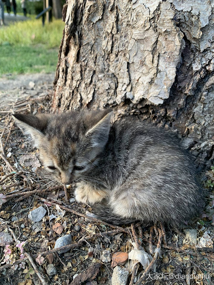 好小的一只猫咪，它好想跟着我，可家里人不同意养_猫