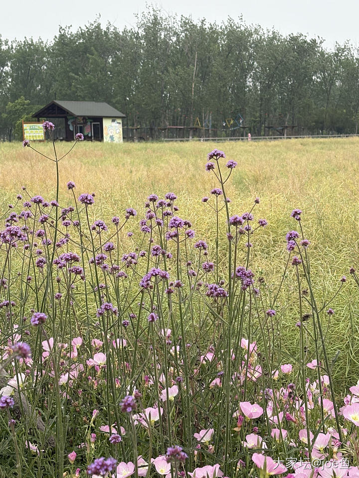 五一家附近的小众景点_旅游花