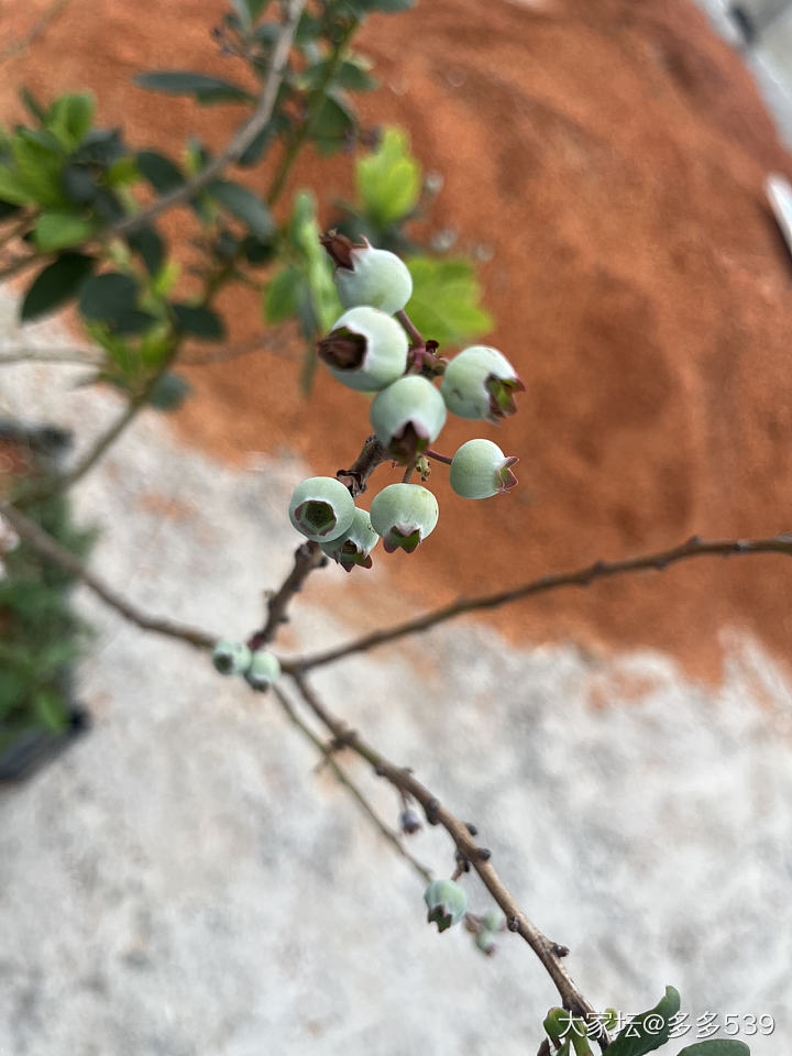 看这长势，今年应该有口福了_植物
