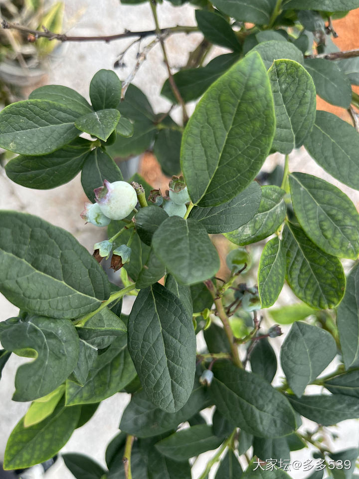 看这长势，今年应该有口福了_植物