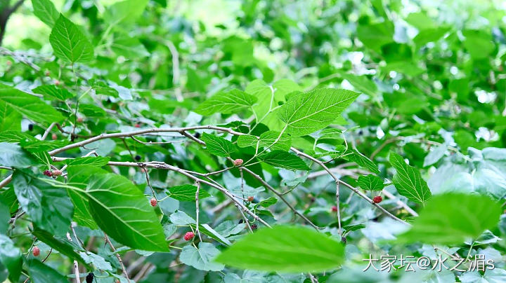 野生桑葚～_水果