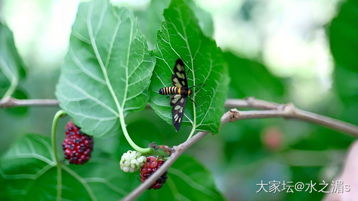 野生桑葚～_水果
